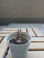 若木の生長観察17山椒②004