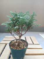 若木の生長観察13九十九ヒバ②004