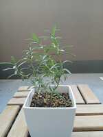 若木の生長観察04ローズマリー011