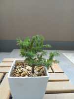 若木の生長観察06蝦夷松011