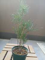 若木の生長観察09黒松007