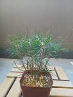 若木の生長観察05赤松011