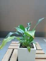 若木の生長観察01スパティフィラム012