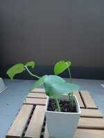 若木の生長観察08モンステラ008