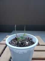 若木の生長観察16白丁花005