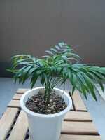 若木の生長観察10テーブルヤシ008