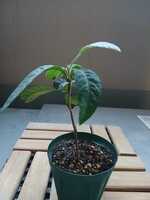 若木の生長観察15ビワ005