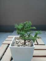 若木の生長観察06蝦夷松012