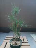 若木の生長観察09黒松008