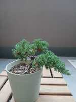 若木の生長観察12八房ソナレ008