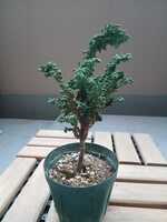 若木の生長観察18セッカヒノキ005