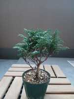 若木の生長観察13九十九ヒバ②005