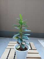 若木の生長観察02パンダガジュマル013