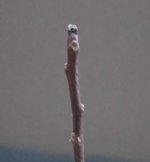 若木の生長観察17山椒①005