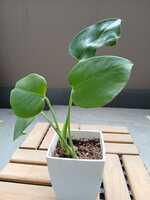 若木の生長観察08モンステラ008