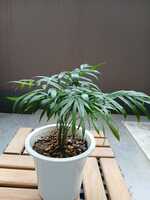 若木の生長観察10テーブルヤシ009