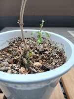 若木の生長観察16白丁花006