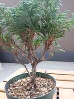 若木の生長観察13九十九ヒバ②006