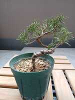 若木の生長観察14糸魚川真柏006