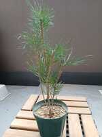 若木の生長観察09黒松008