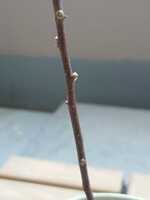 若木の生長観察17山椒①006