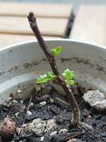 若木の生長観察17山椒②006