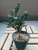 若木の生長観察18セッカヒノキ006