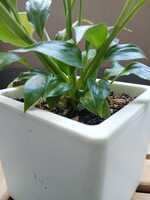 若木の生長観察01スパティフィラム014