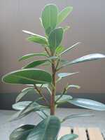 若木の生長観察02パンダガジュマル014