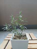 若木の生長観察04ローズマリー014