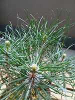 若木の生長観察05赤松014