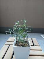 若木の生長観察04ローズマリー013