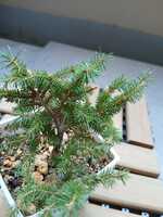 若木の生長観察06蝦夷松013