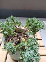 若木の生長観察12八房ソナレ010