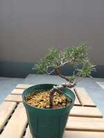 若木の生長観察14糸魚川真柏007