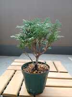 若木の生長観察13九十九ヒバ②007