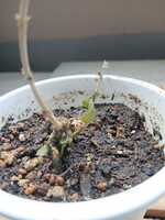 若木の生長観察16白丁花007