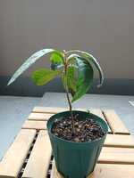 若木の生長観察15ビワ007