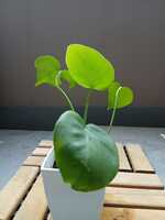 若木の生長観察08モンステラ009