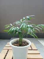 若木の生長観察10テーブルヤシ010