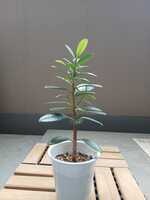 若木の生長観察02パンダガジュマル015