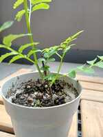 若木の生長観察17山椒②007