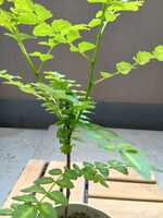 若木の生長観察17山椒①007