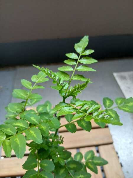 1000000869.jpgのサムネイル画像