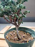 若木の生長観察18セッカヒノキ007