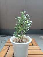  若木の生長観察20白丁花②008