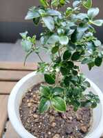  若木の生長観察20白丁花②010