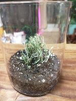 その他植物の散歩道－１（ウグイスゴケ＜地衣類＞）