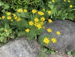 草花の散歩道－１（イトバハルシャギク：コレオプシス）