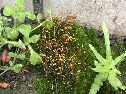花壇で見つけた謎のコケ.JPG